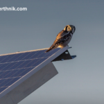 Owl perched on solar panel edge for solar panel bird proofing