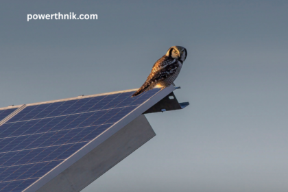 Owl perched on solar panel edge for solar panel bird proofing