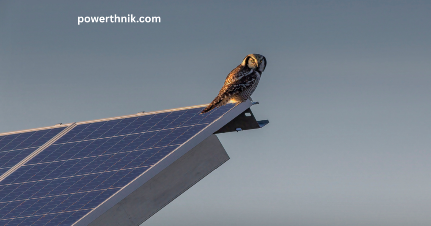 Owl perched on solar panel edge for solar panel bird proofing