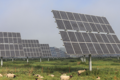 Large solar power tracker panels angled toward the sun in a green pasture with grazing sheep.